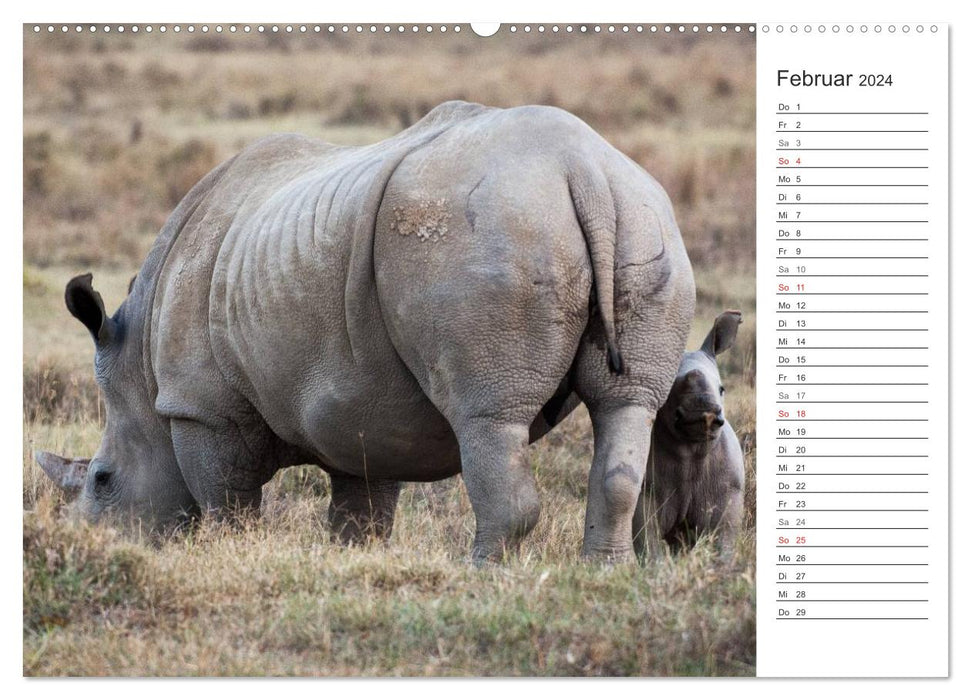 Moments d'émotion : rhinocéros (calendrier mural CALVENDO 2024) 