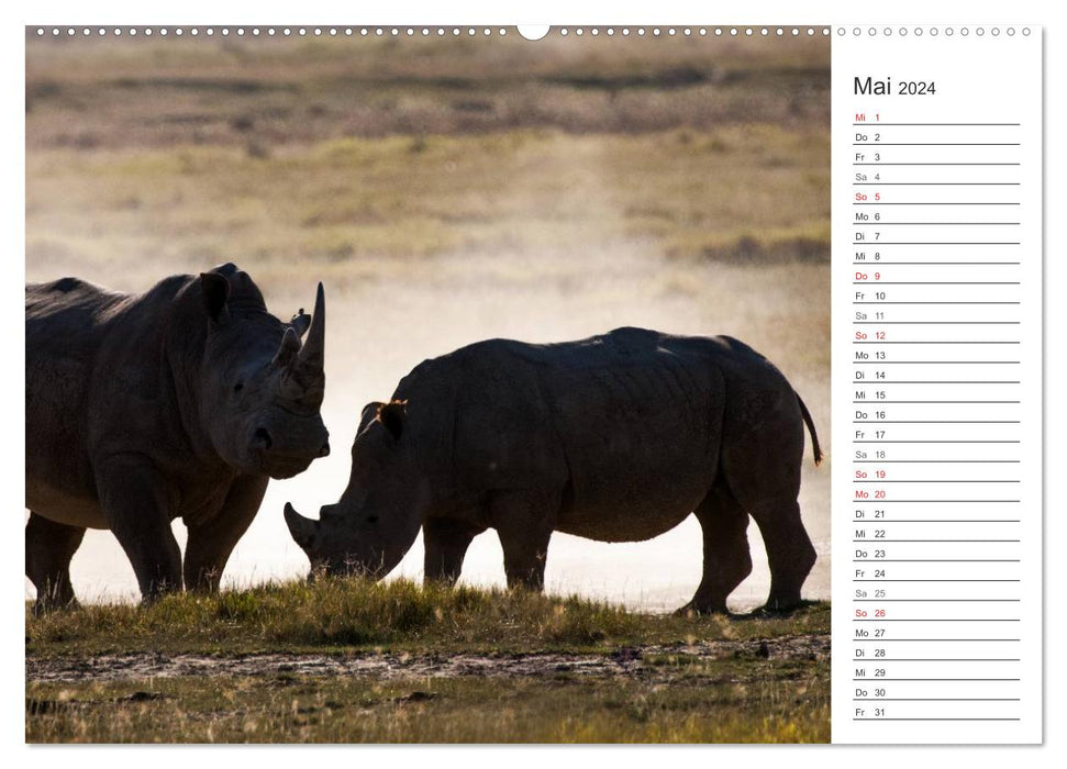 Moments d'émotion : rhinocéros (calendrier mural CALVENDO 2024) 