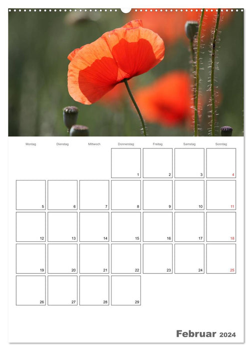 Mohnblumen-ein Traum in rot (CALVENDO Premium Wandkalender 2024)