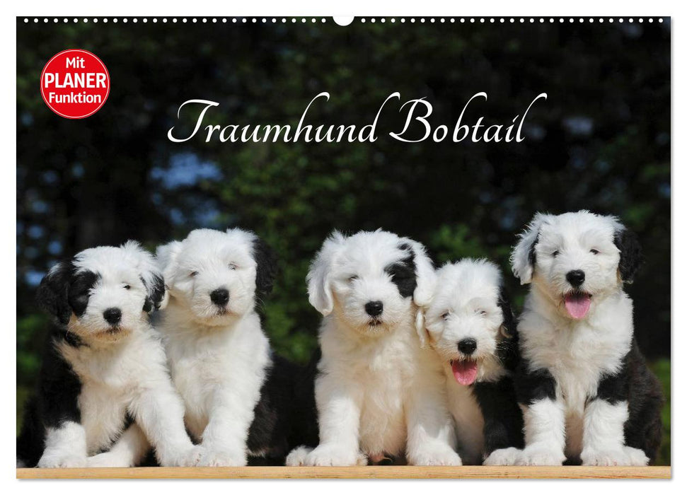 Dream dog Bobtail (CALVENDO wall calendar 2024) 