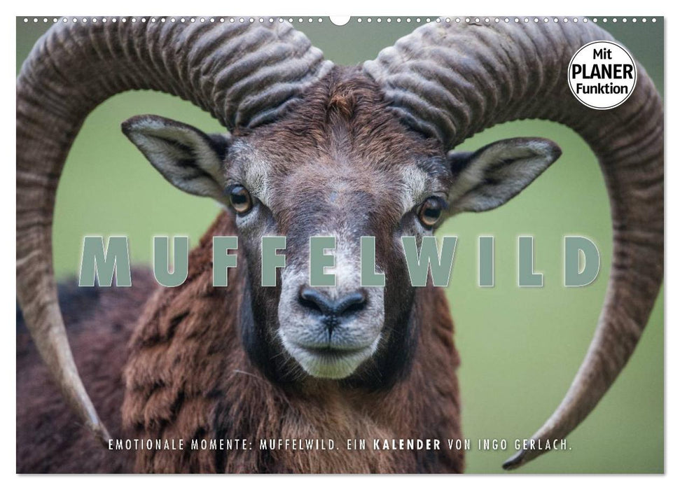 Moments d'émotion : mouflon. (Calendrier mural CALVENDO 2024) 