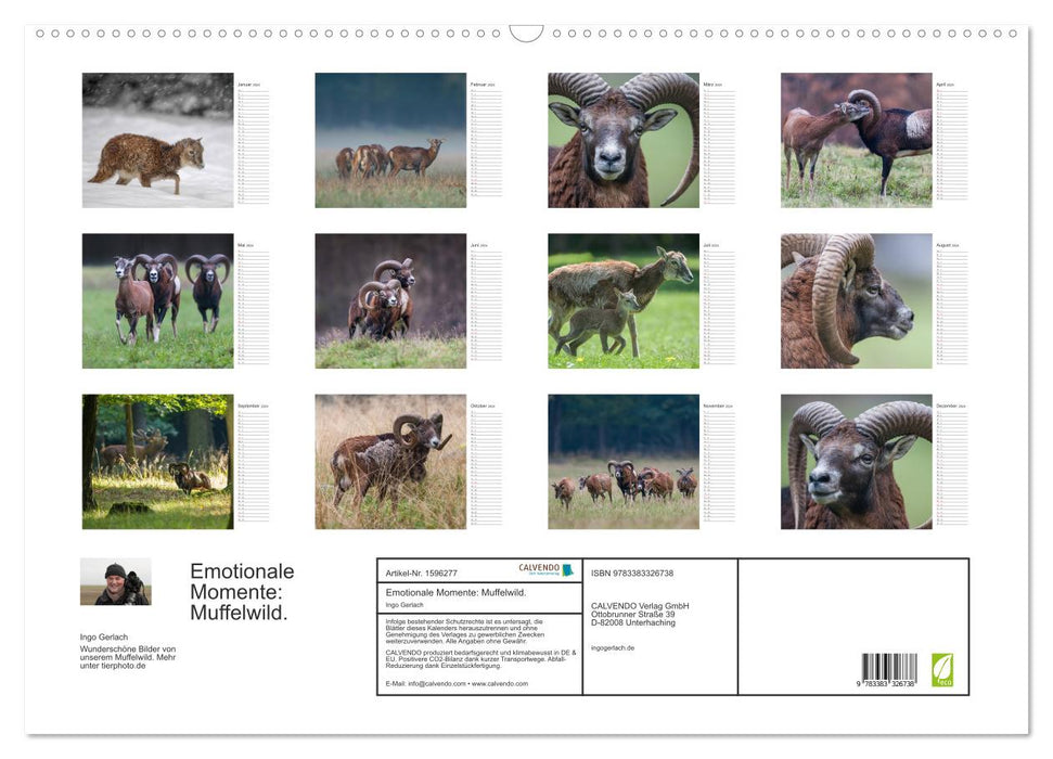 Emotional moments: mouflon. (CALVENDO wall calendar 2024) 