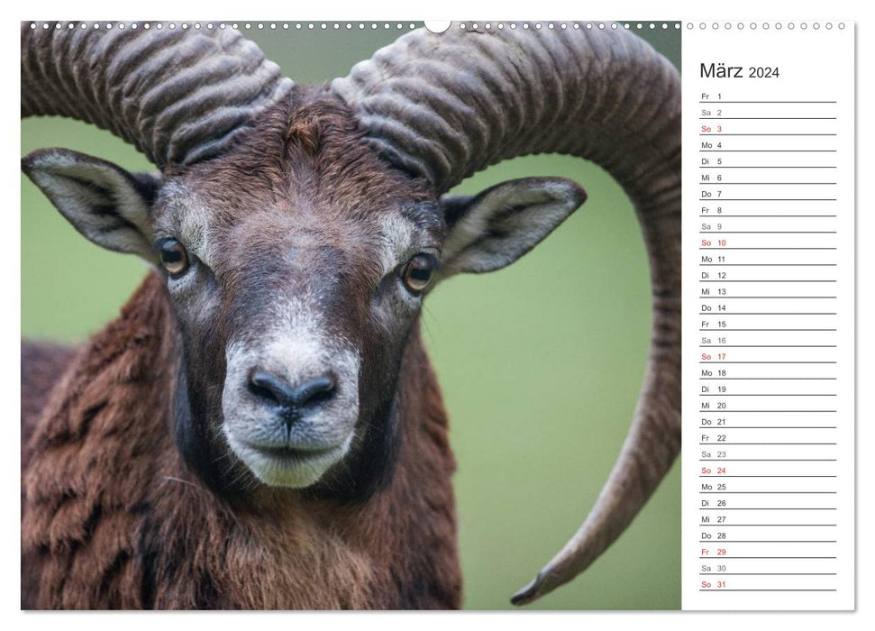 Emotional moments: mouflon. (CALVENDO wall calendar 2024) 