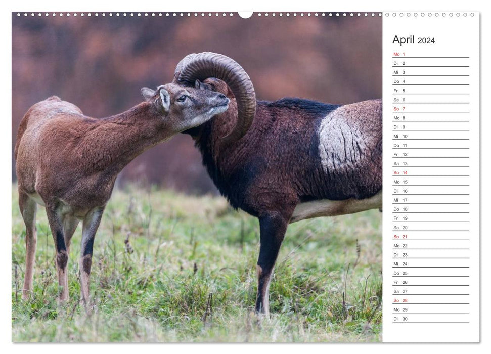 Emotional moments: mouflon. (CALVENDO wall calendar 2024) 