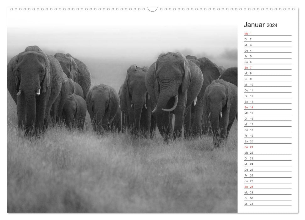 Moments d'émotion : éléphants en noir et blanc (calendrier mural CALVENDO 2024) 