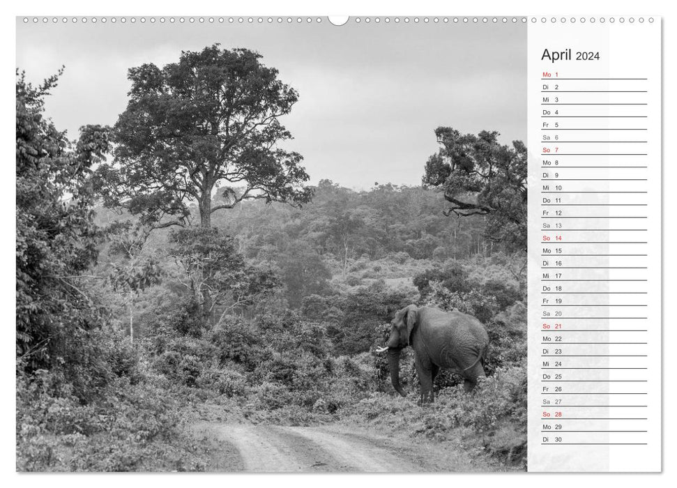 Emotional moments: elephants in black and white (CALVENDO wall calendar 2024) 