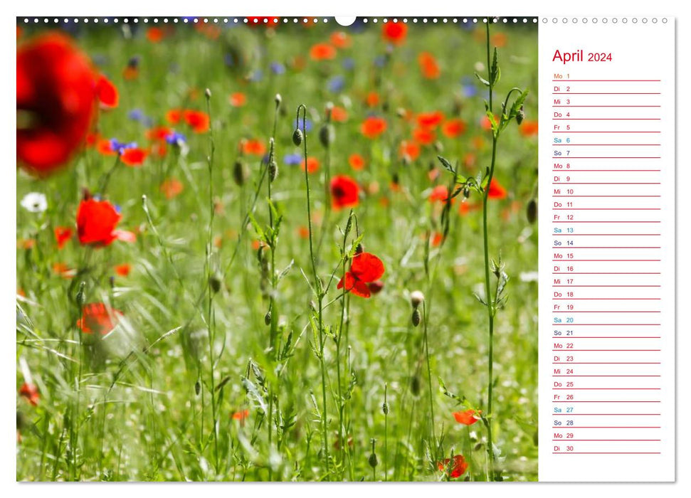 Mohnblumen (CALVENDO Premium Wandkalender 2024)