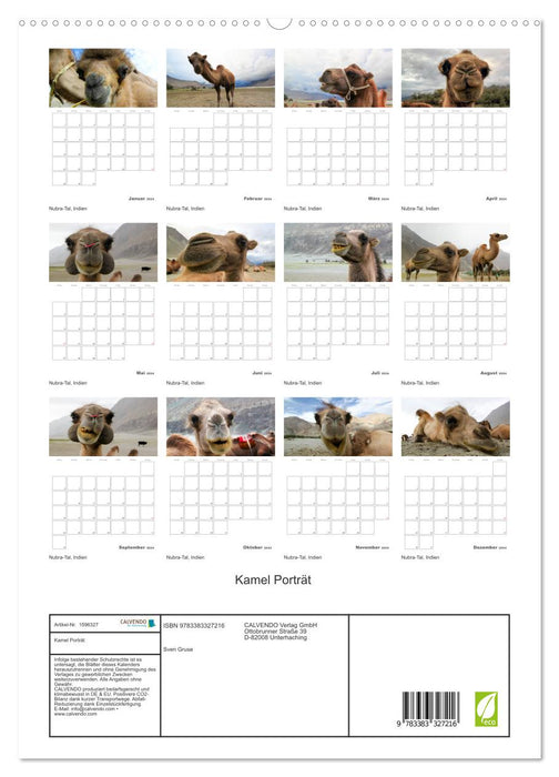 Camel portrait (CALVENDO Premium wall calendar 2024) 