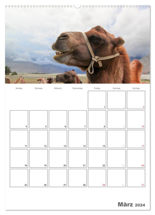 Kamel Porträt (CALVENDO Premium Wandkalender 2024)