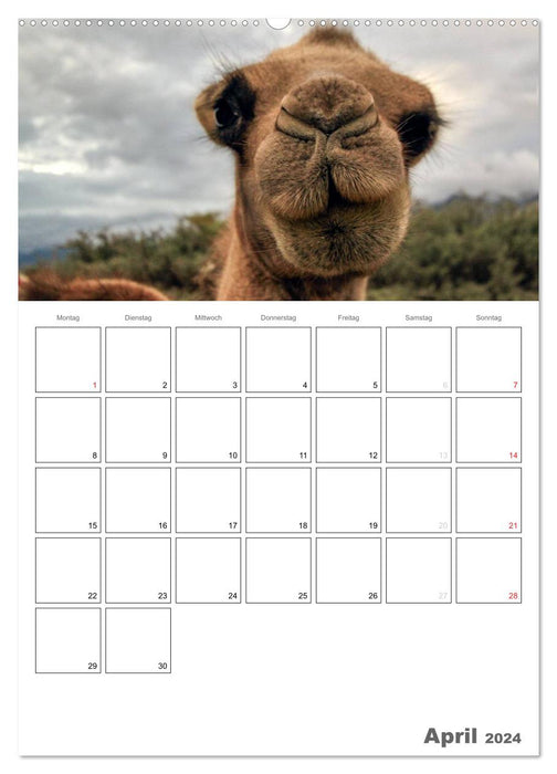 Kamel Porträt (CALVENDO Premium Wandkalender 2024)