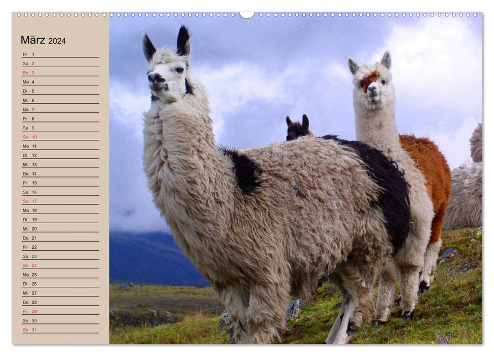 Alpakas und Lamas (CALVENDO Premium Wandkalender 2024)