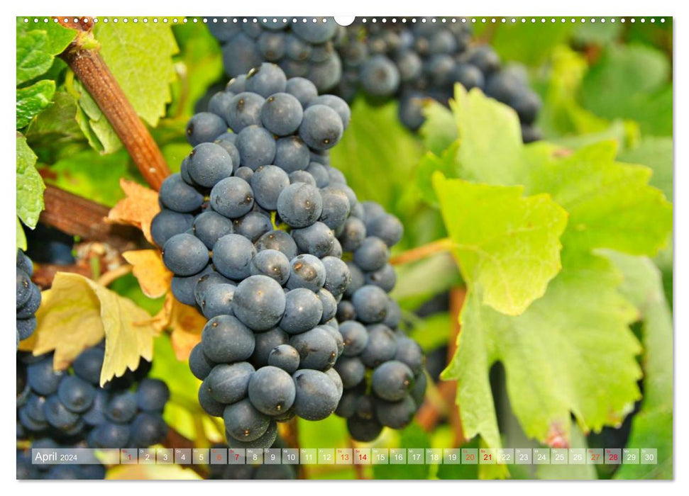 Wein- und Rebsorten aus Rheinland-Pfalz (CALVENDO Premium Wandkalender 2024)