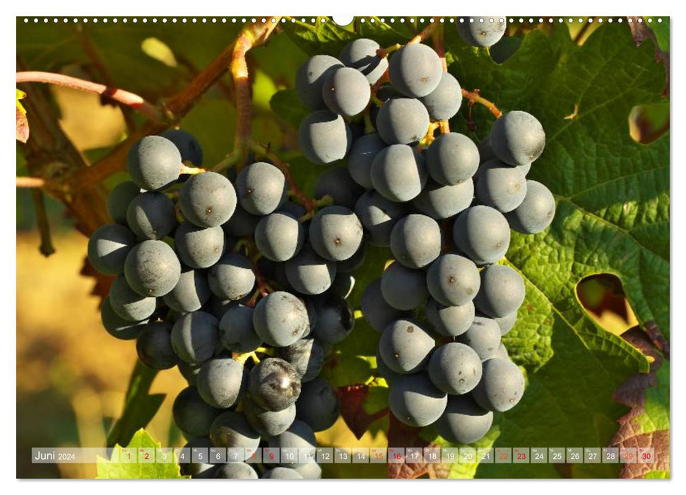 Wein- und Rebsorten aus Rheinland-Pfalz (CALVENDO Premium Wandkalender 2024)