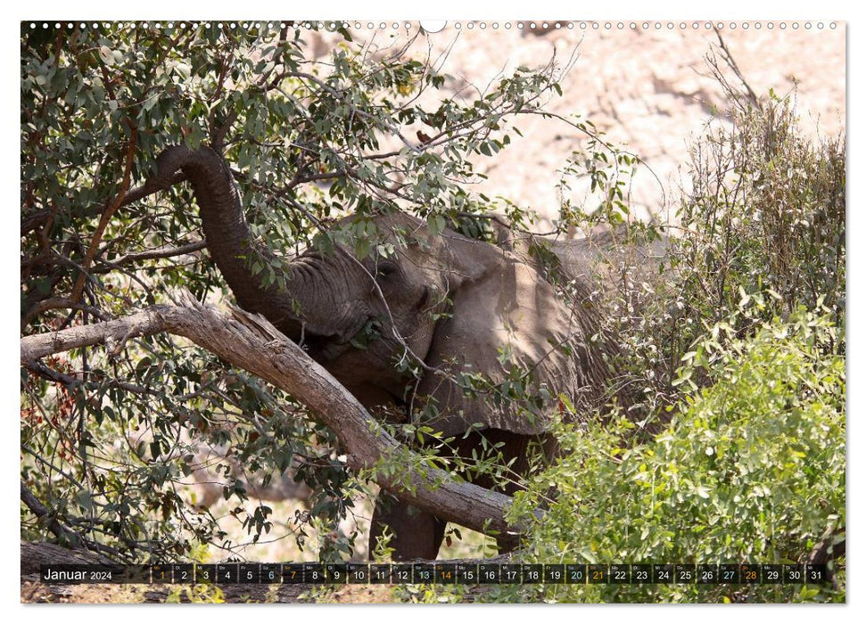 Jumbo Auf den Spuren der Elefanten in Namibia (CALVENDO Premium Wandkalender 2024)