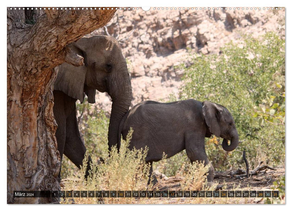 Jumbo On the trail of the elephants in Namibia (CALVENDO Premium Wall Calendar 2024) 