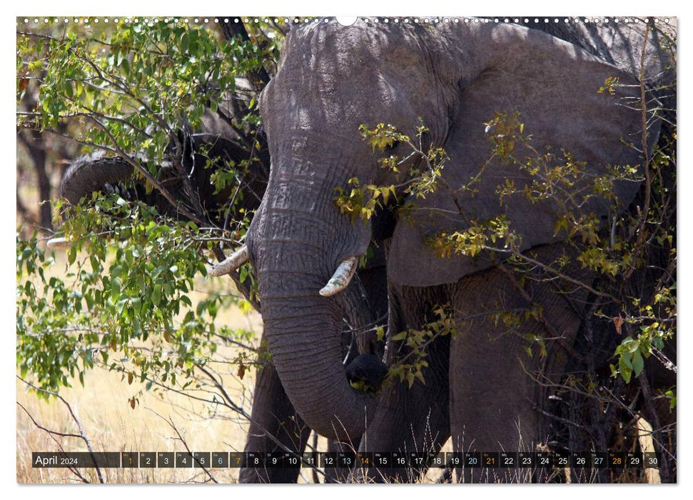 Jumbo On the trail of the elephants in Namibia (CALVENDO Premium Wall Calendar 2024) 