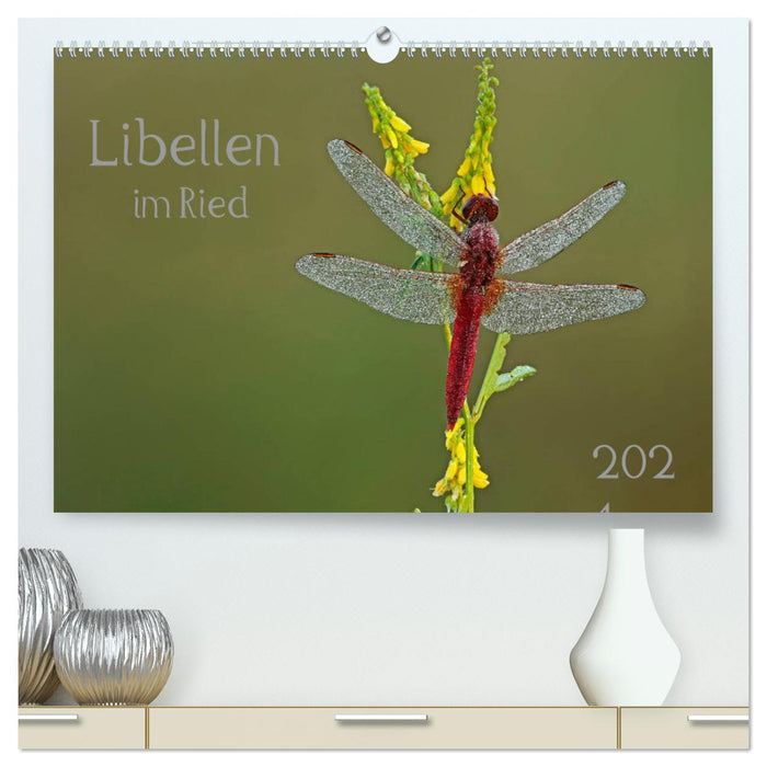 Libellen im Ried (CALVENDO Premium Wandkalender 2024)