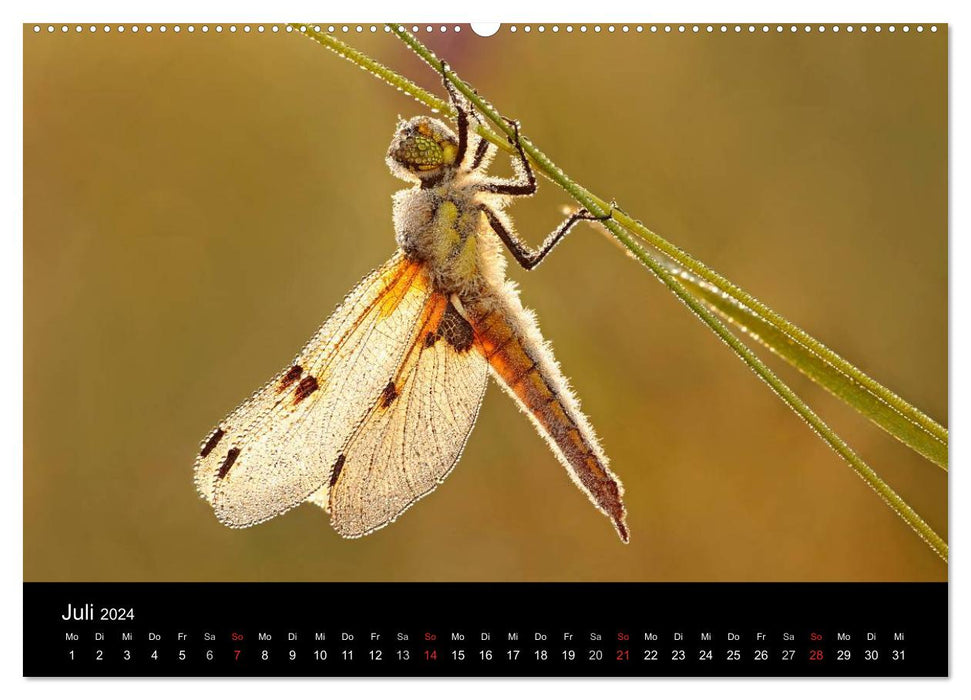 Dragonflies in the Ried (CALVENDO Premium Wall Calendar 2024) 