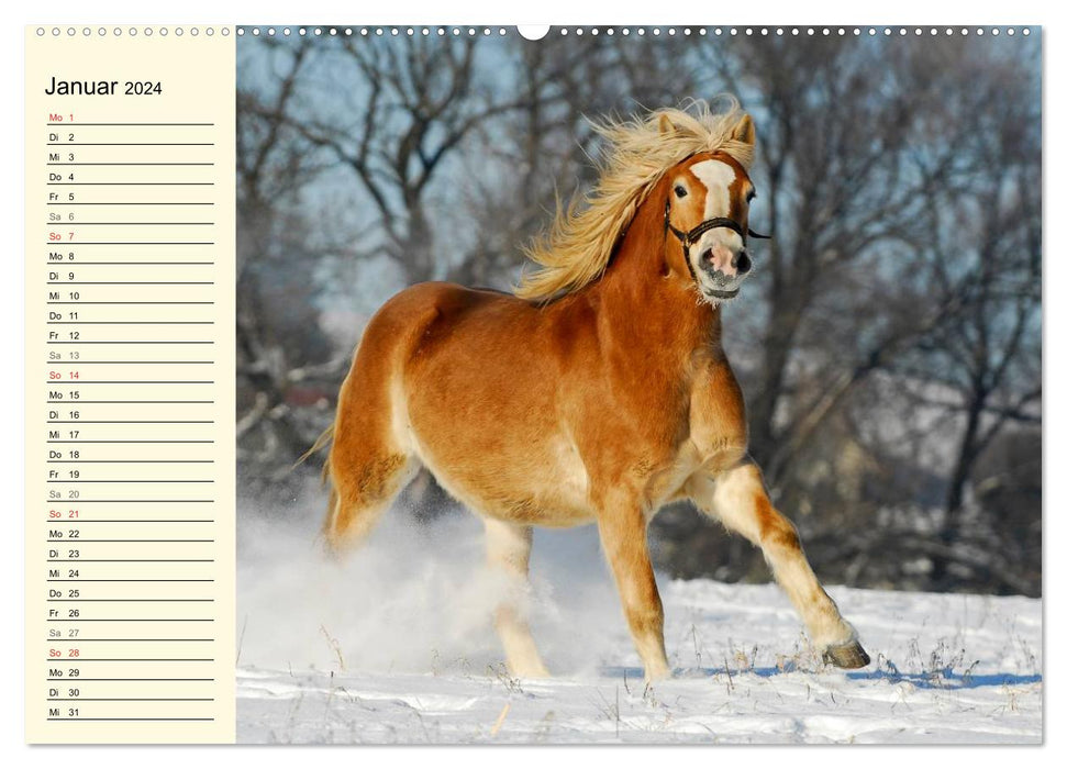 Le monde des chevaux (Calendrier mural CALVENDO 2024) 