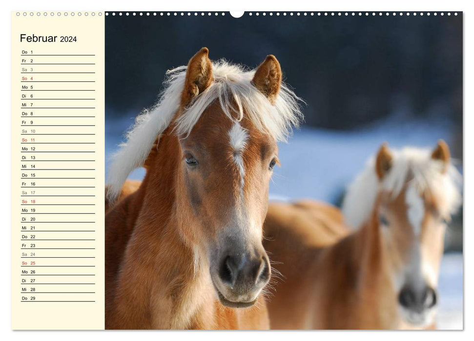 Le monde des chevaux (Calendrier mural CALVENDO 2024) 