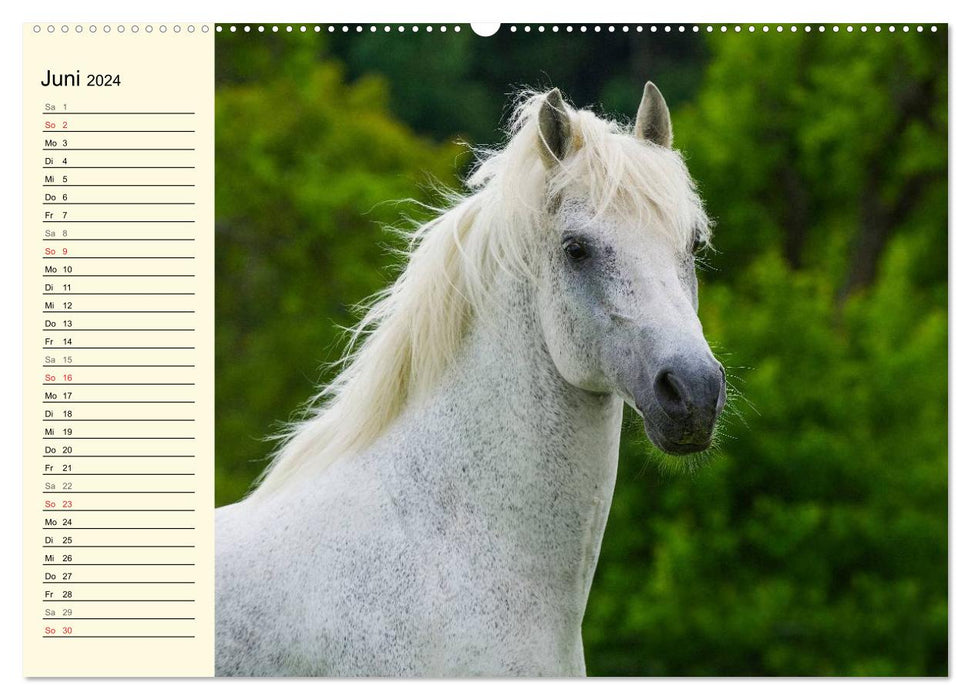 Le monde des chevaux (Calendrier mural CALVENDO 2024) 