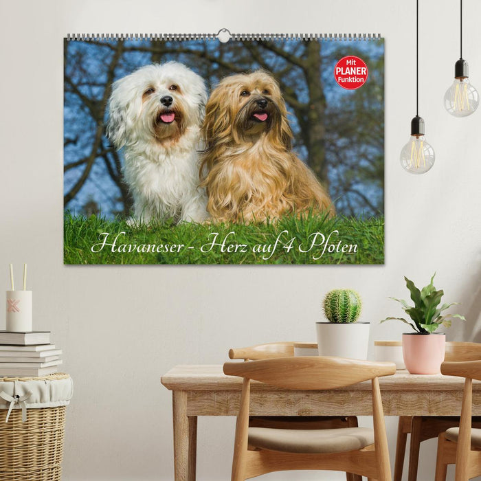 Bichon Havanais - coeur sur 4 pattes (calendrier mural CALVENDO 2024) 