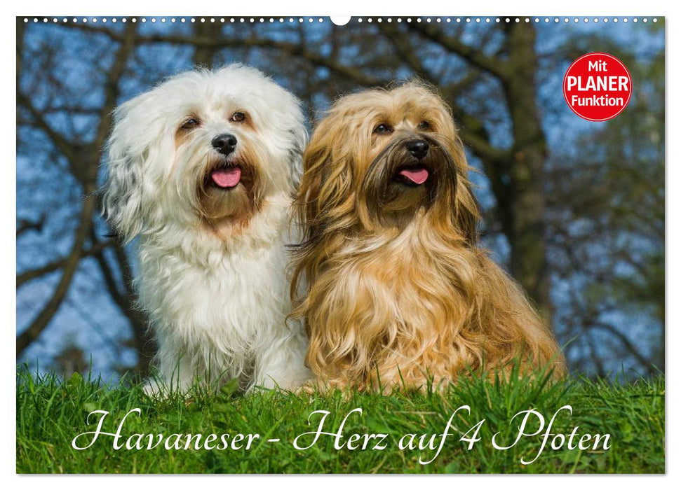 Havanese - heart on 4 paws (CALVENDO wall calendar 2024) 