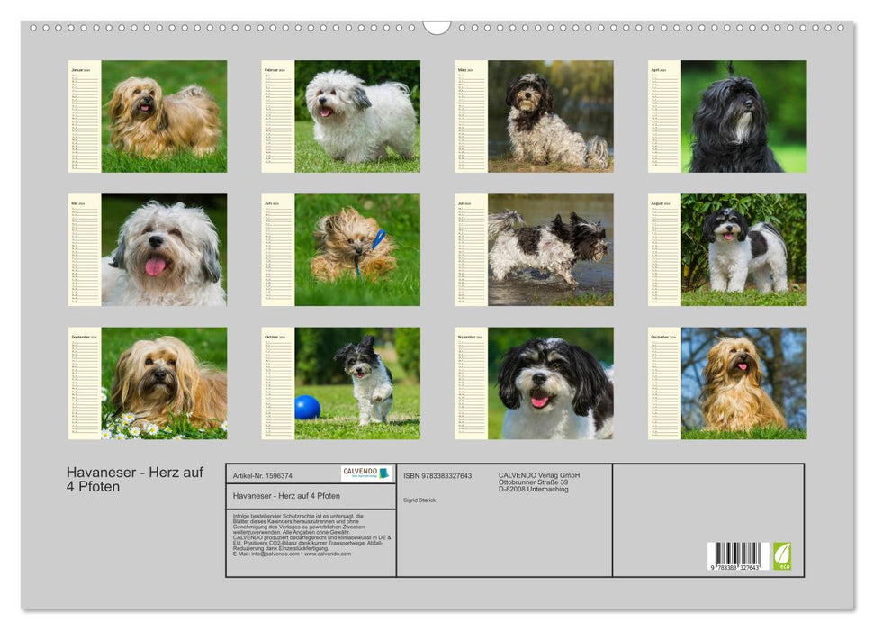 Havanese - heart on 4 paws (CALVENDO wall calendar 2024) 