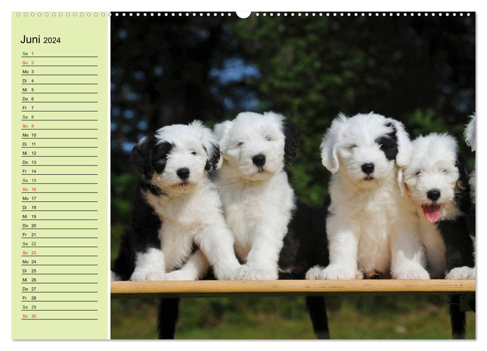 Traumhund Bobtail (CALVENDO Premium Wandkalender 2024)