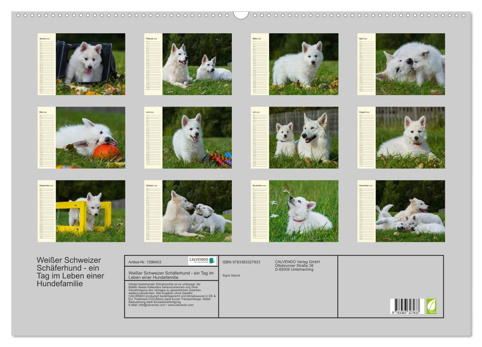 Berger Blanc Suisse - Une journée dans la vie d'une famille de chiens (Calendrier mural CALVENDO 2024) 