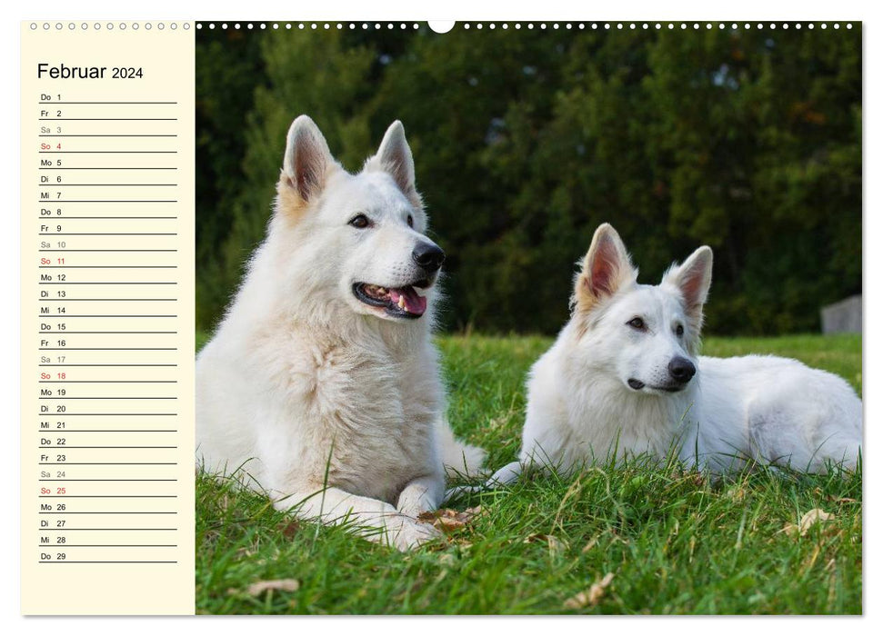 Berger Blanc Suisse - Une journée dans la vie d'une famille de chiens (Calendrier mural CALVENDO 2024) 