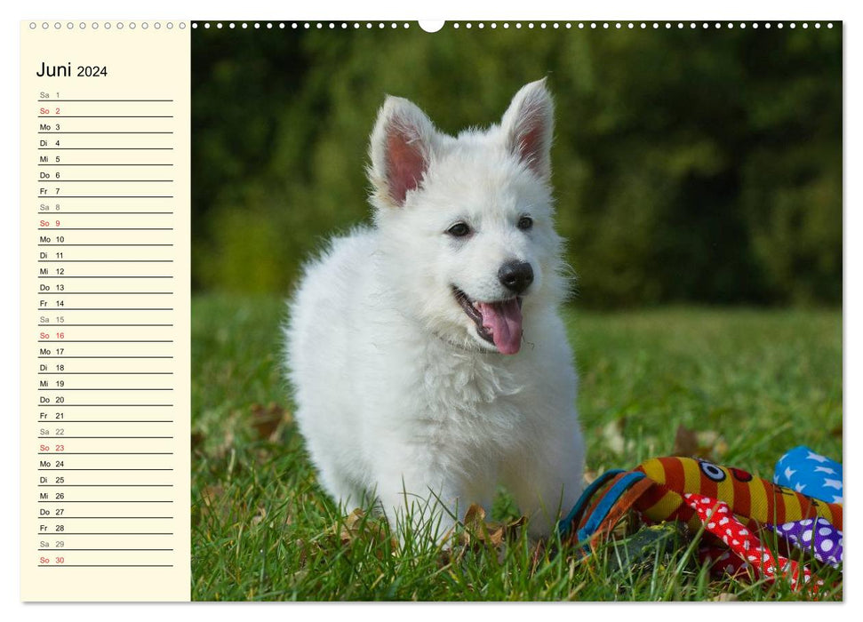 Berger Blanc Suisse - Une journée dans la vie d'une famille de chiens (Calendrier mural CALVENDO 2024) 