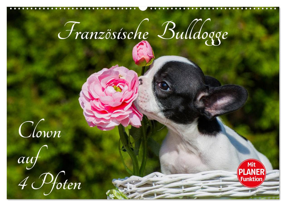 French Bulldog - Clown on 4 Paws (CALVENDO Wall Calendar 2024) 