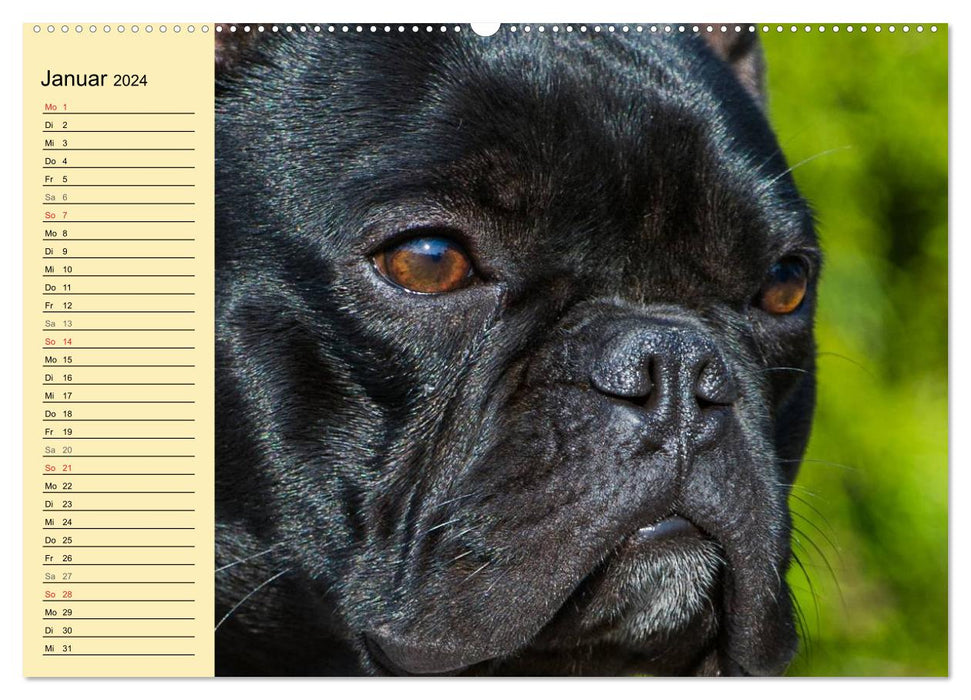 Französische Bulldogge - Clown auf 4 Pfoten (CALVENDO Wandkalender 2024)
