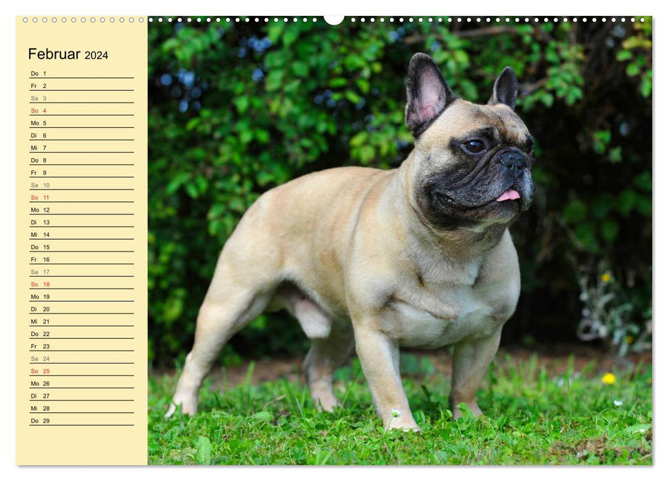 French Bulldog - Clown on 4 Paws (CALVENDO Wall Calendar 2024) 