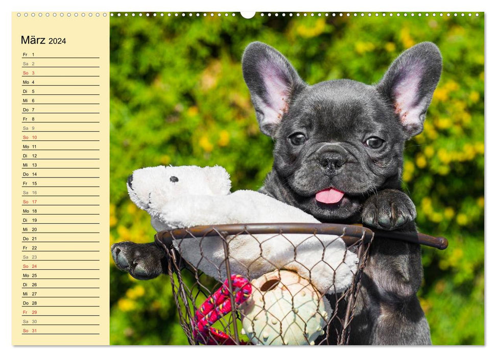 Französische Bulldogge - Clown auf 4 Pfoten (CALVENDO Wandkalender 2024)