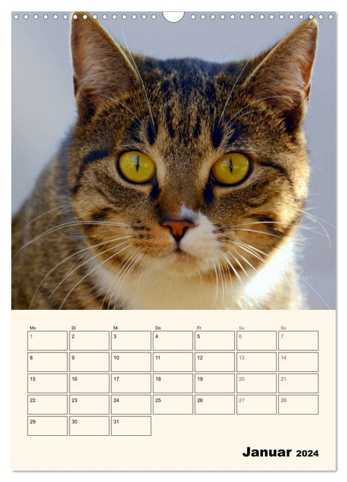 Portraits unserer Haustiere (CALVENDO Wandkalender 2024)