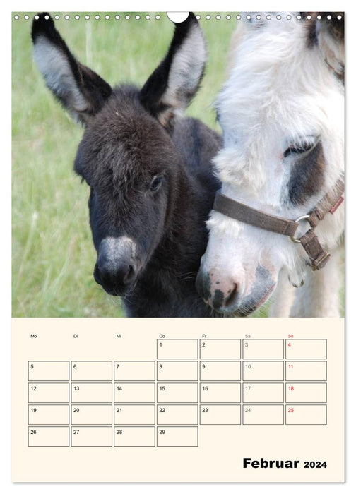 Portraits de nos animaux de compagnie (Calendrier mural CALVENDO 2024) 