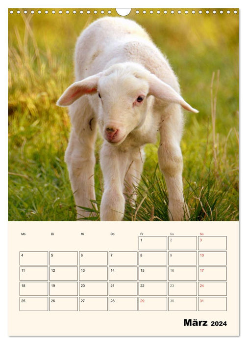 Portraits of our pets (CALVENDO wall calendar 2024) 