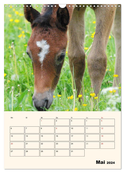 Portraits de nos animaux de compagnie (Calendrier mural CALVENDO 2024) 