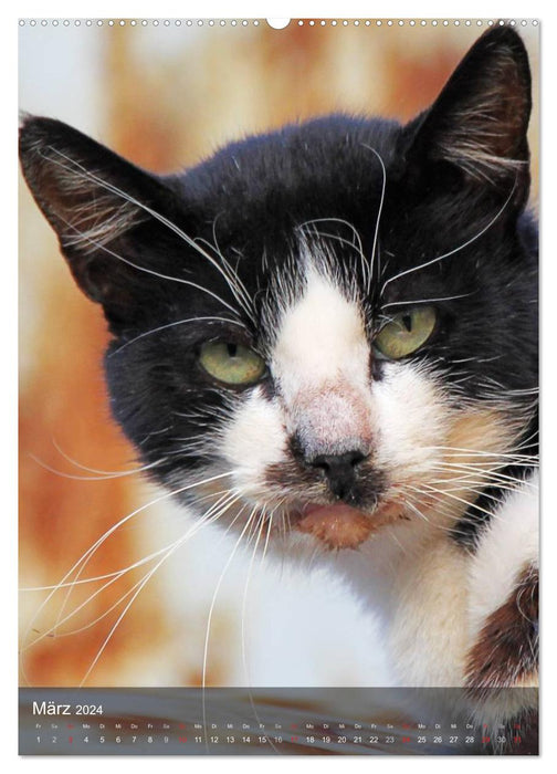 KATZEN AUGEN BLICKE (CALVENDO Premium Wandkalender 2024)