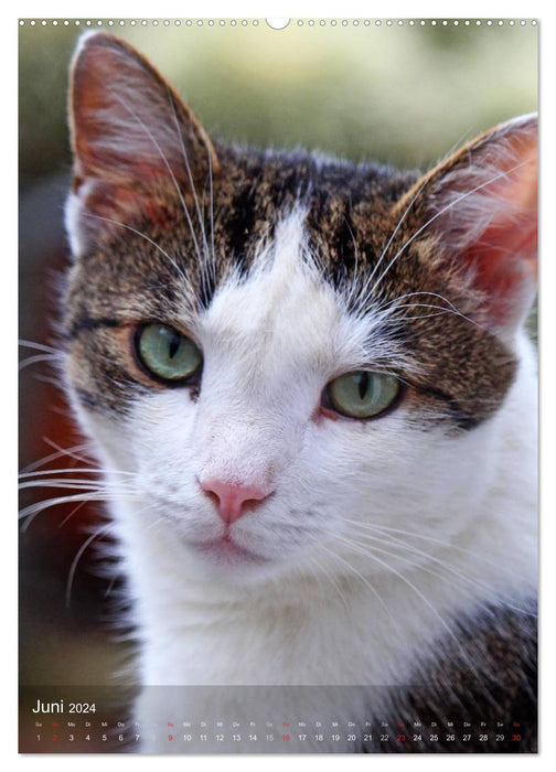 KATZEN AUGEN BLICKE (CALVENDO Premium Wandkalender 2024)