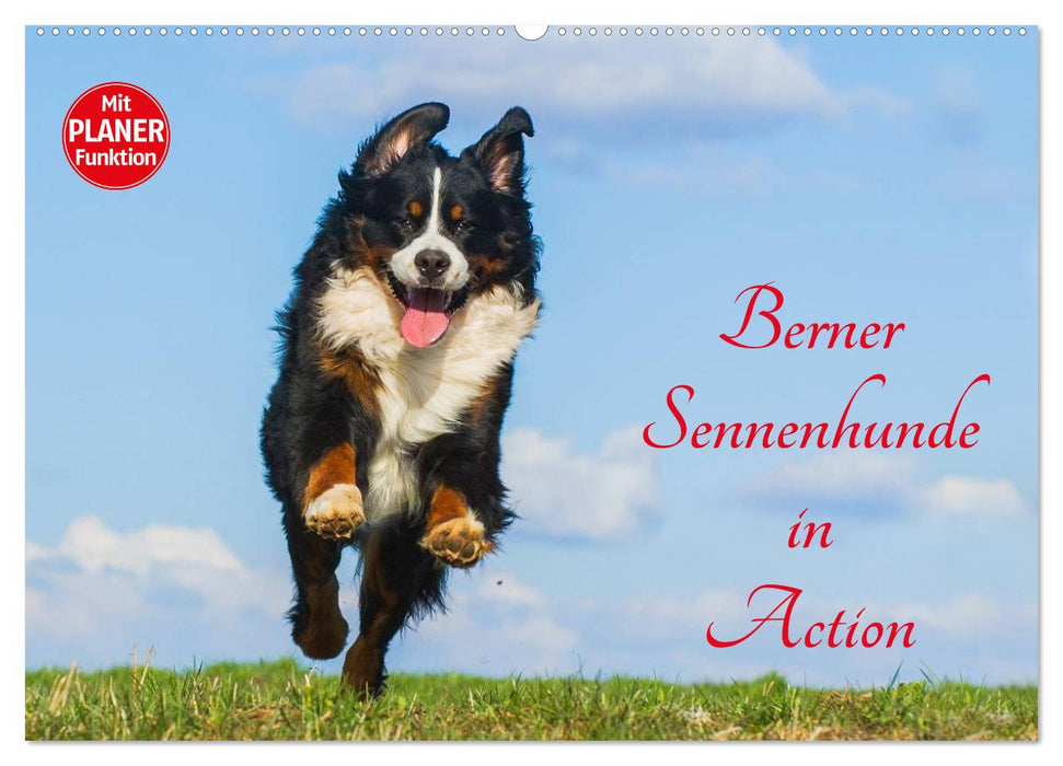Bernese Mountain Dogs in Action (CALVENDO Wall Calendar 2024) 