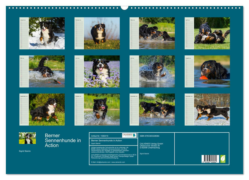 Bernese Mountain Dogs in Action (CALVENDO Wall Calendar 2024) 