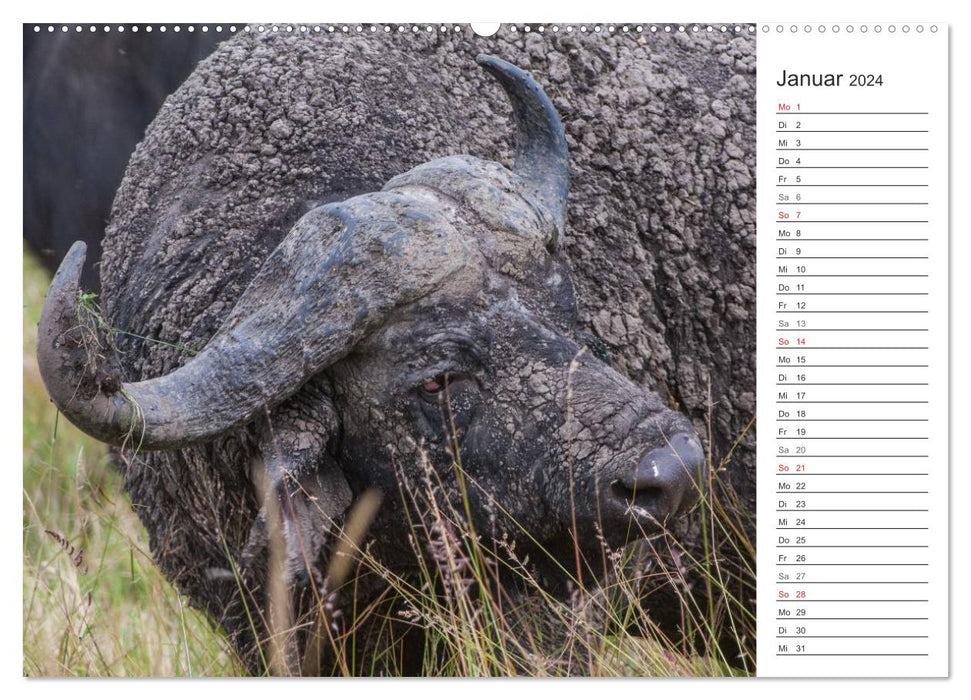 Emotional moments: hunting in Africa. (CALVENDO wall calendar 2024) 