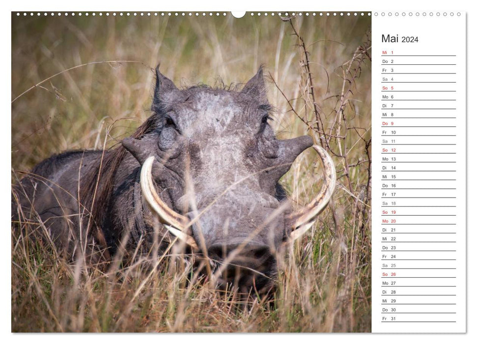 Emotional moments: hunting in Africa. (CALVENDO wall calendar 2024) 