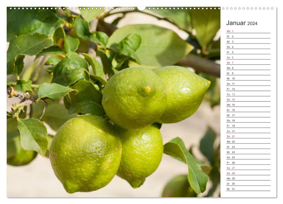Emotional moments: oranges and lemons. (CALVENDO wall calendar 2024) 