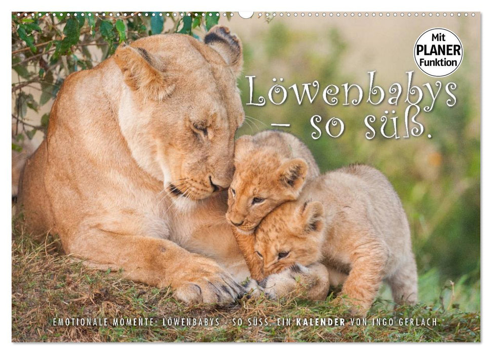 Emotional moments: lion cubs - so cute. (CALVENDO wall calendar 2024) 