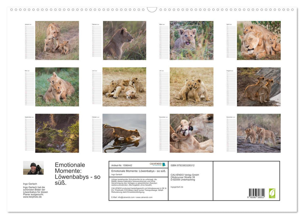 Emotional moments: lion cubs - so cute. (CALVENDO wall calendar 2024) 