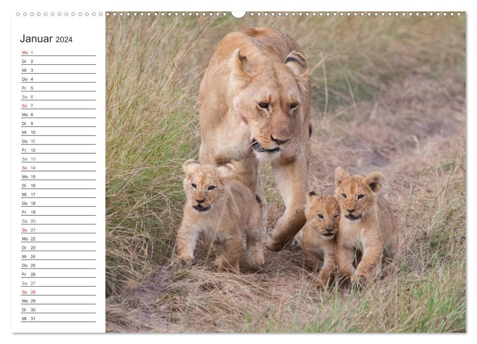 Emotional moments: lion cubs - so cute. (CALVENDO wall calendar 2024) 